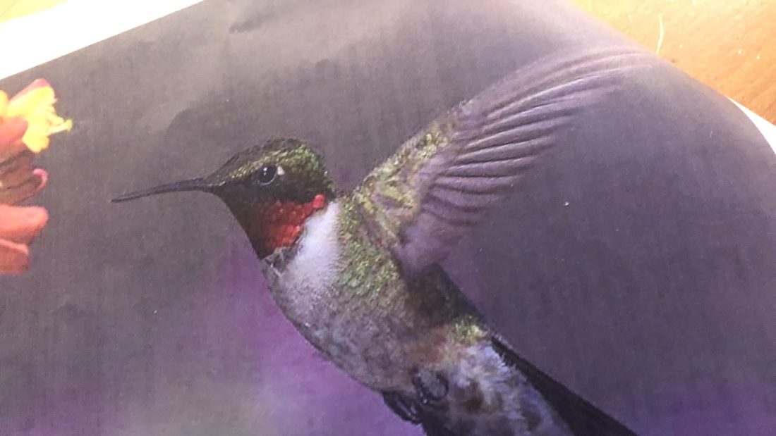 “The Bird Fact All About The Bird Muscles And Comparing Them To My Muscles .”