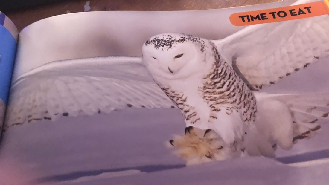 Snowy Owl’s Fact’s