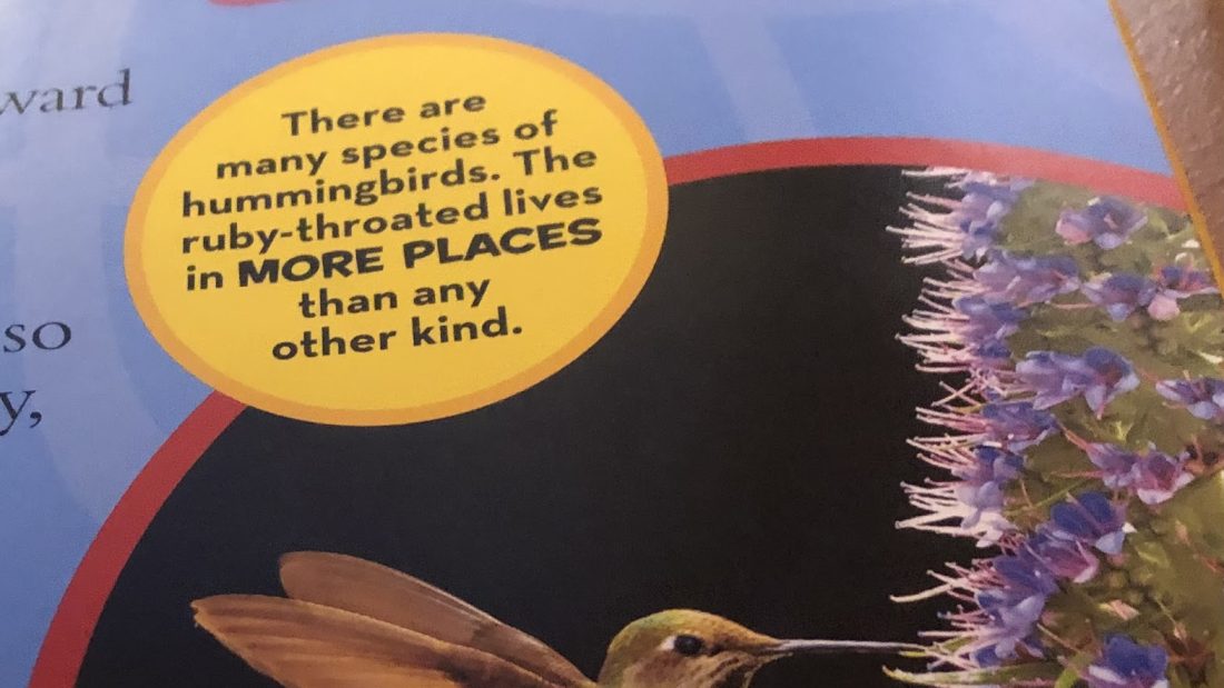 Humming Bird’s Fact’s