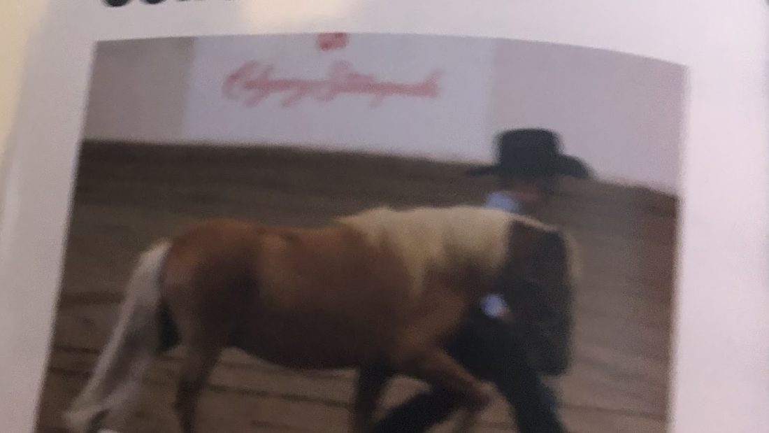 The Horse Of The Day Is What?