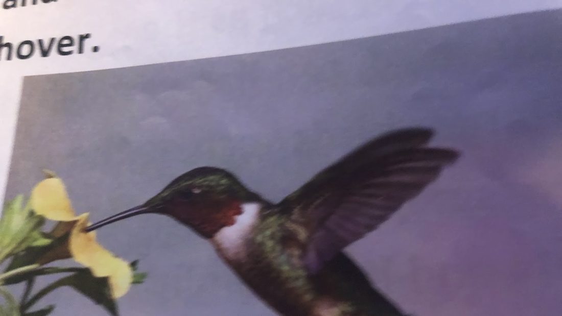 Hummingbird’s