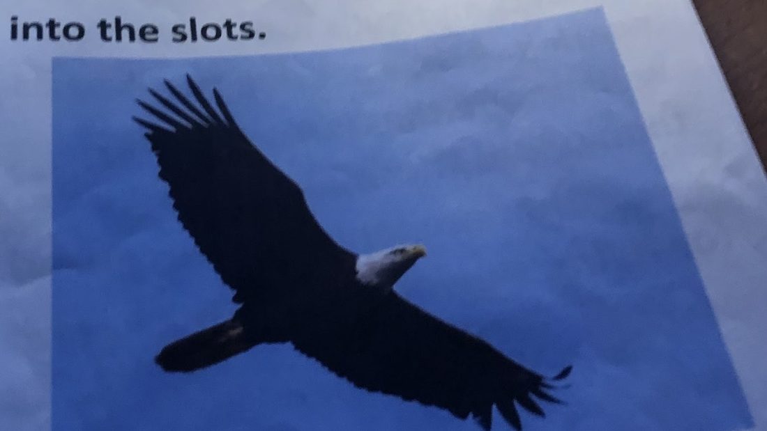 Bird Fact