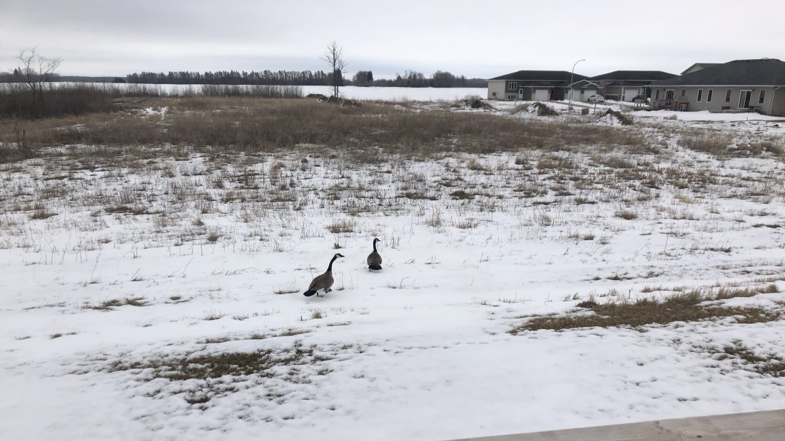 Bird Picture Day Today