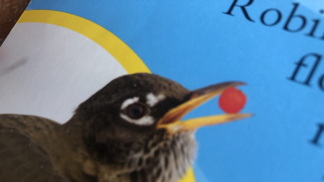 American Robin Fact’s