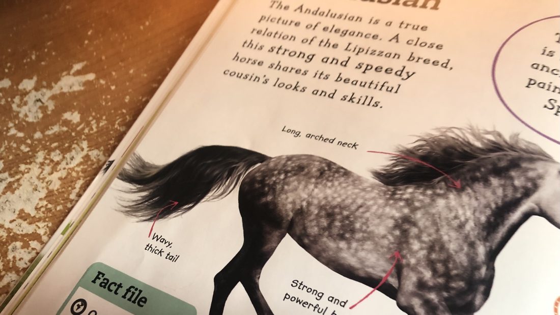 The Horse Fact #1 ALL About The Andalusian Horse