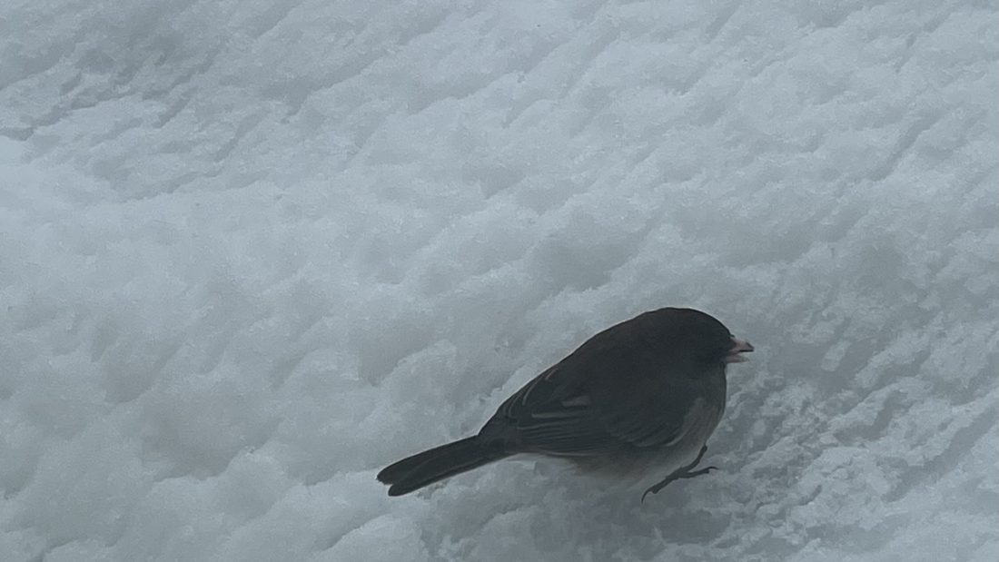 The Bird Fact For Today April 18th, 2022 Monday #1 – The Black Eyed Junco’s