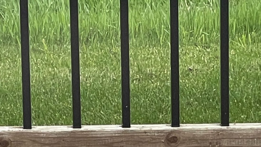 Bird Picture For Today