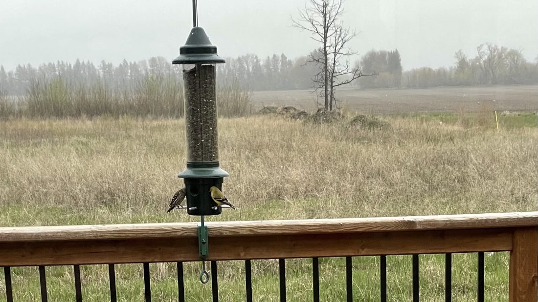 Bird Picture Day Today