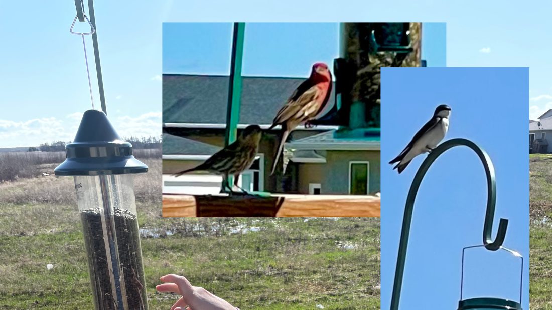 Bird Picture’s for Hope Center This Week