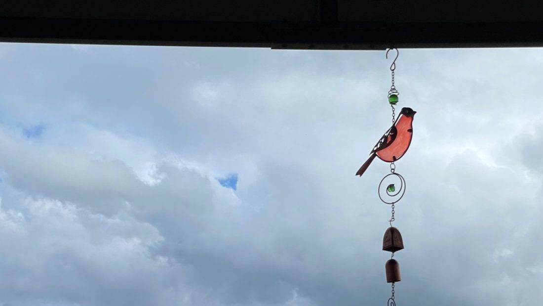 Bird Picture For Today