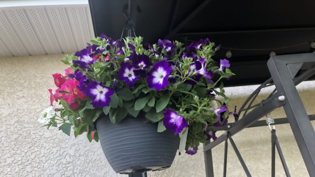 Beautiful flowers