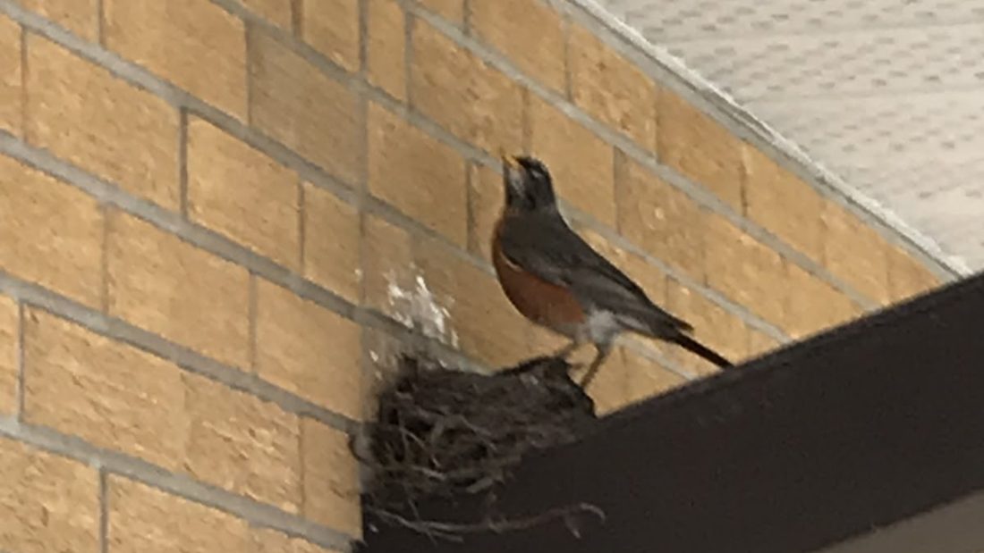 Bird time