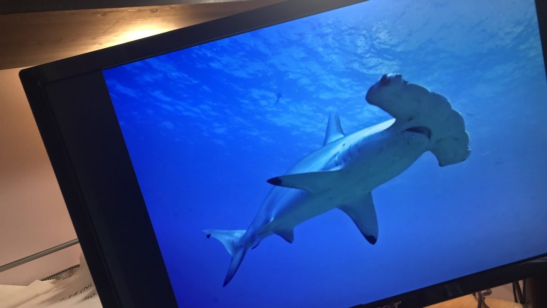 Hammer head shark