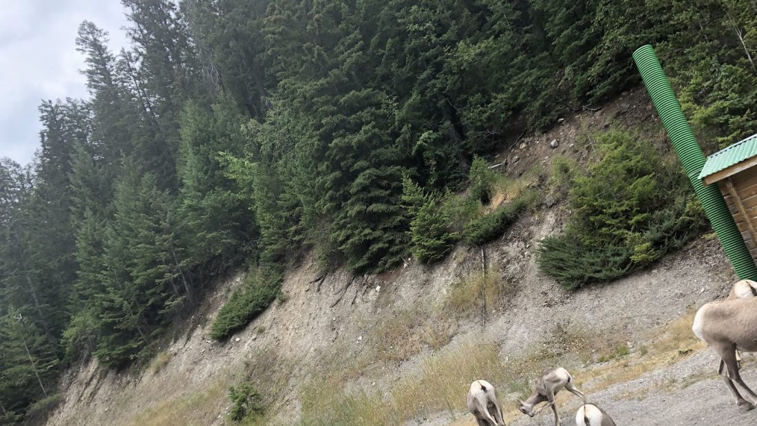 Mountain goats