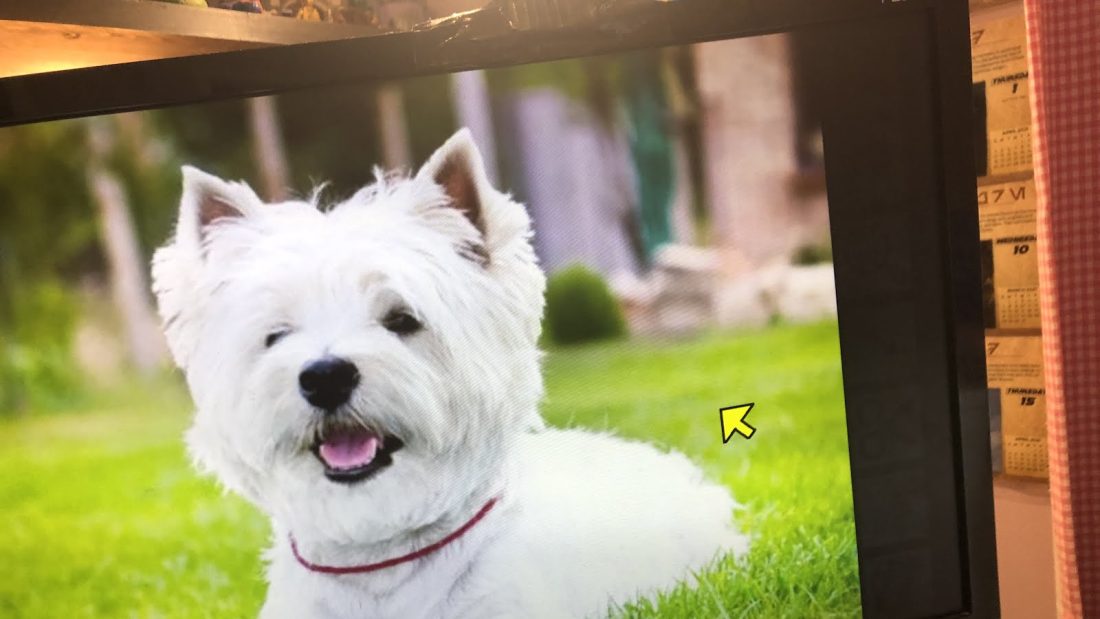 The White Dog Is Cute