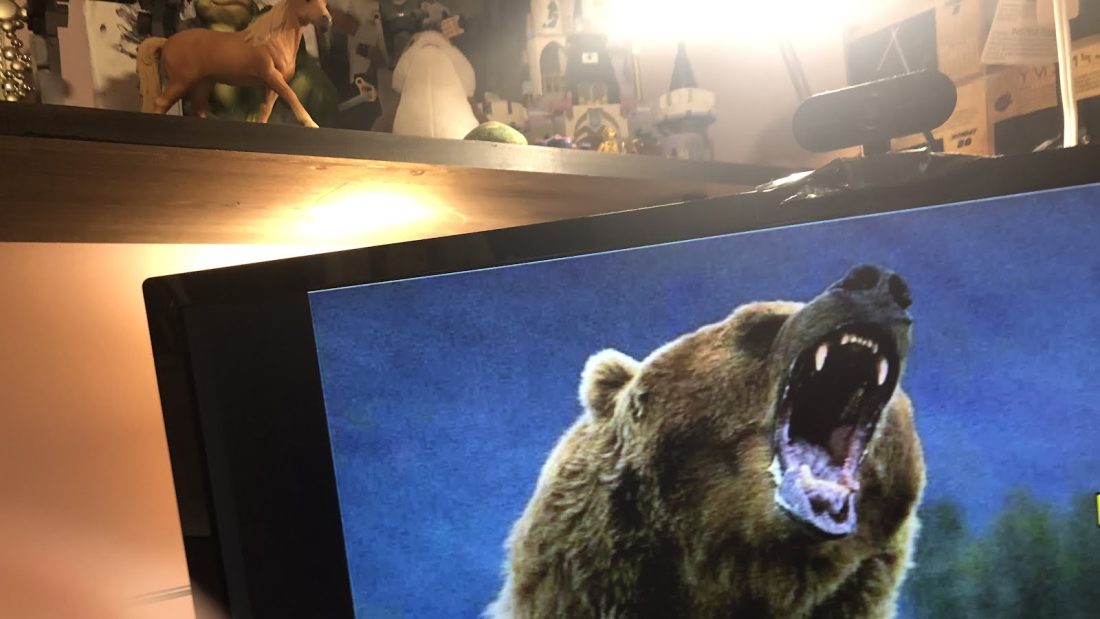 Bear picture
