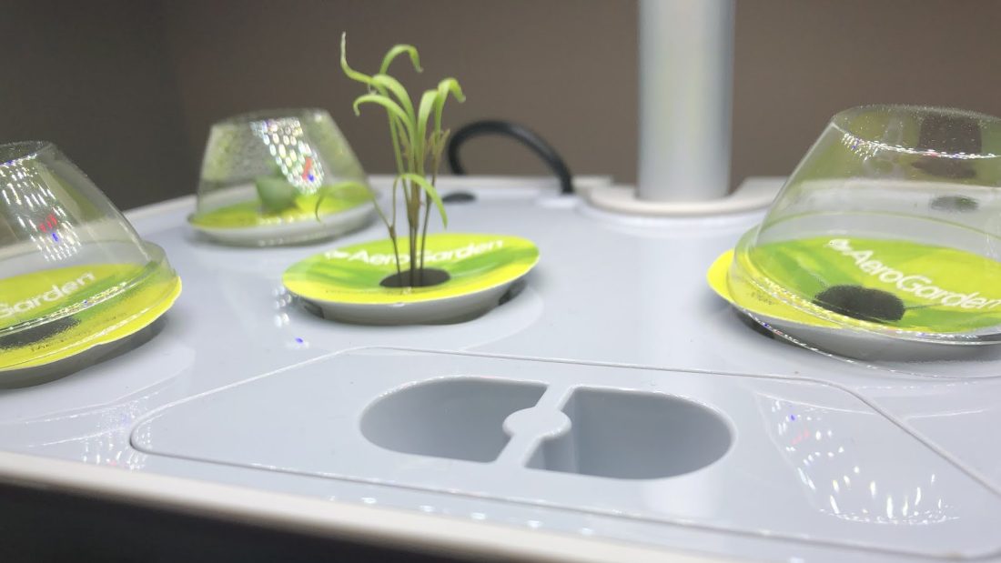 A plant sprouting once again