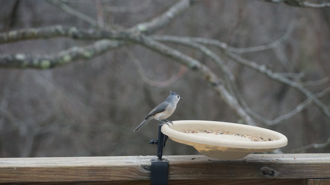 Bird picture