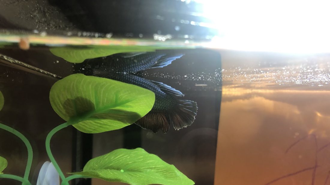 Walter sleeping on his leaf