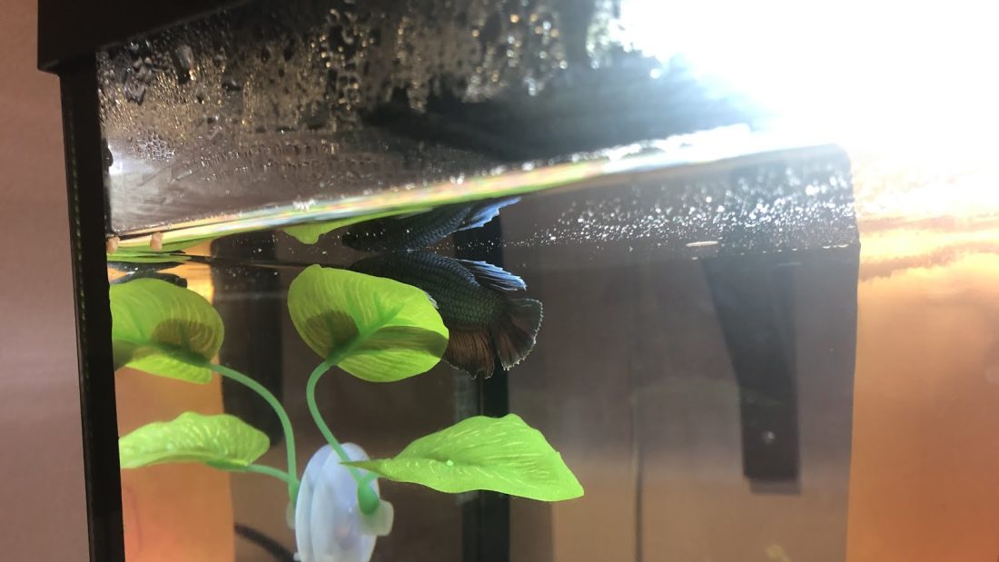 Walter pitcher number two hymn sleeping on his leaf