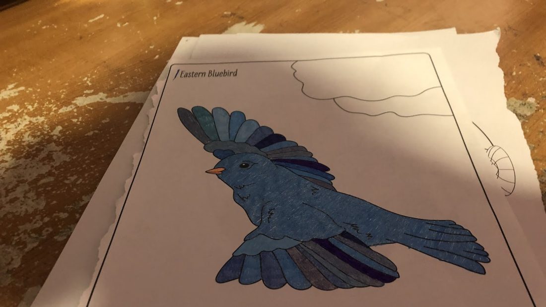 Bird picture