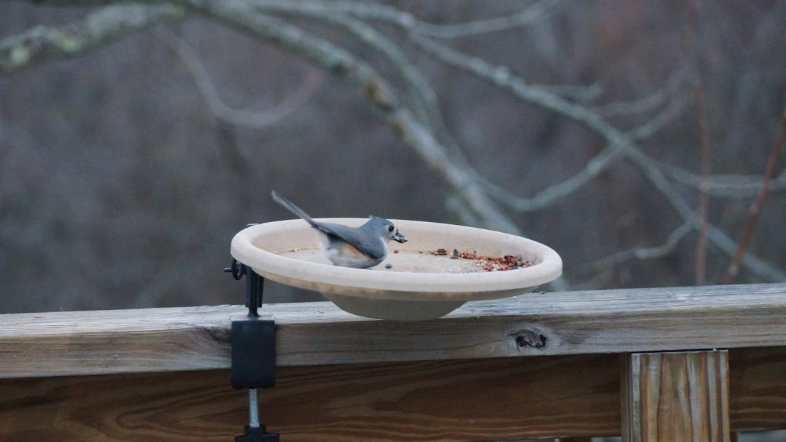 Another bird picture that I’m going to post