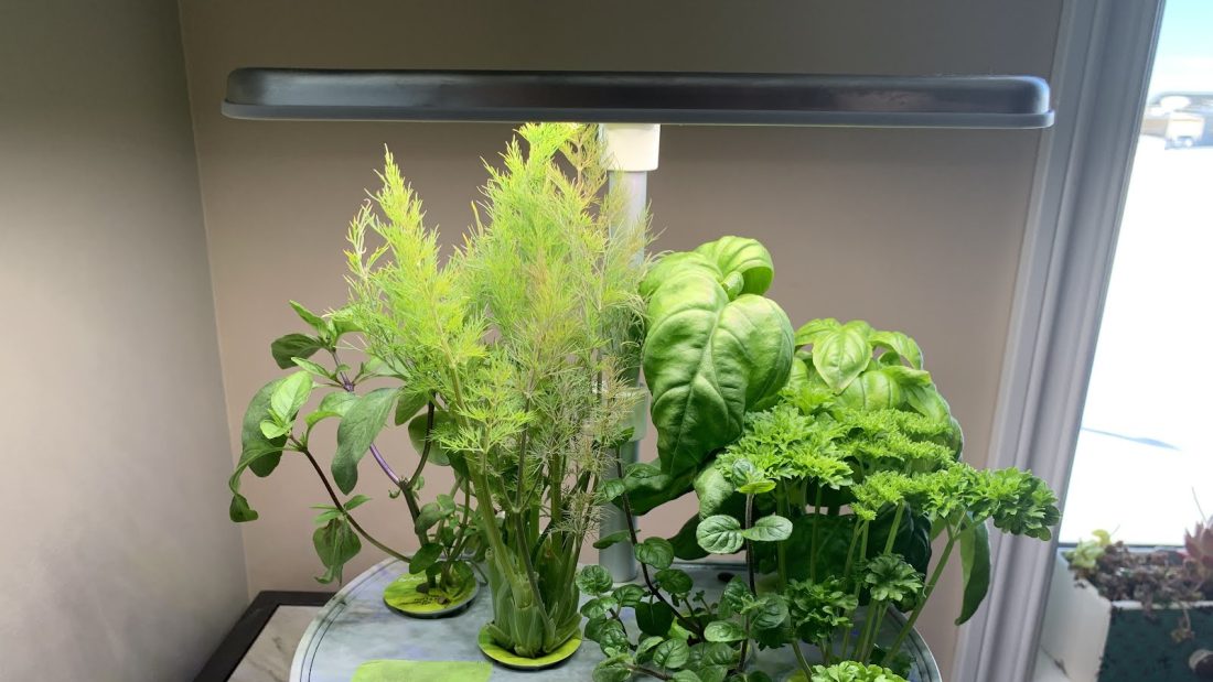 Herbs