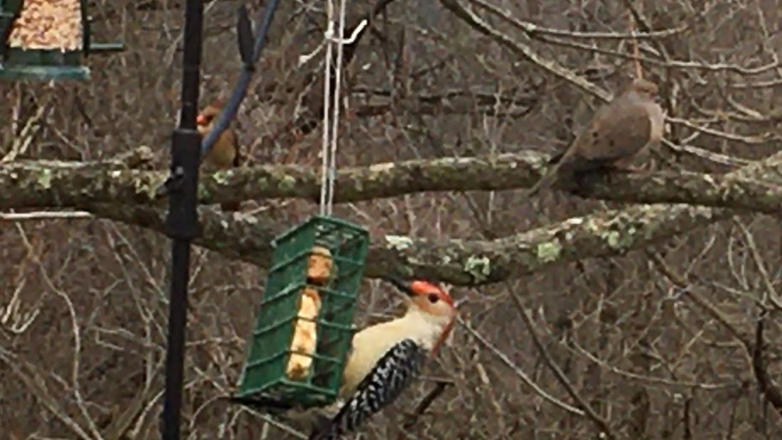 Bird that my Southern Grandma has