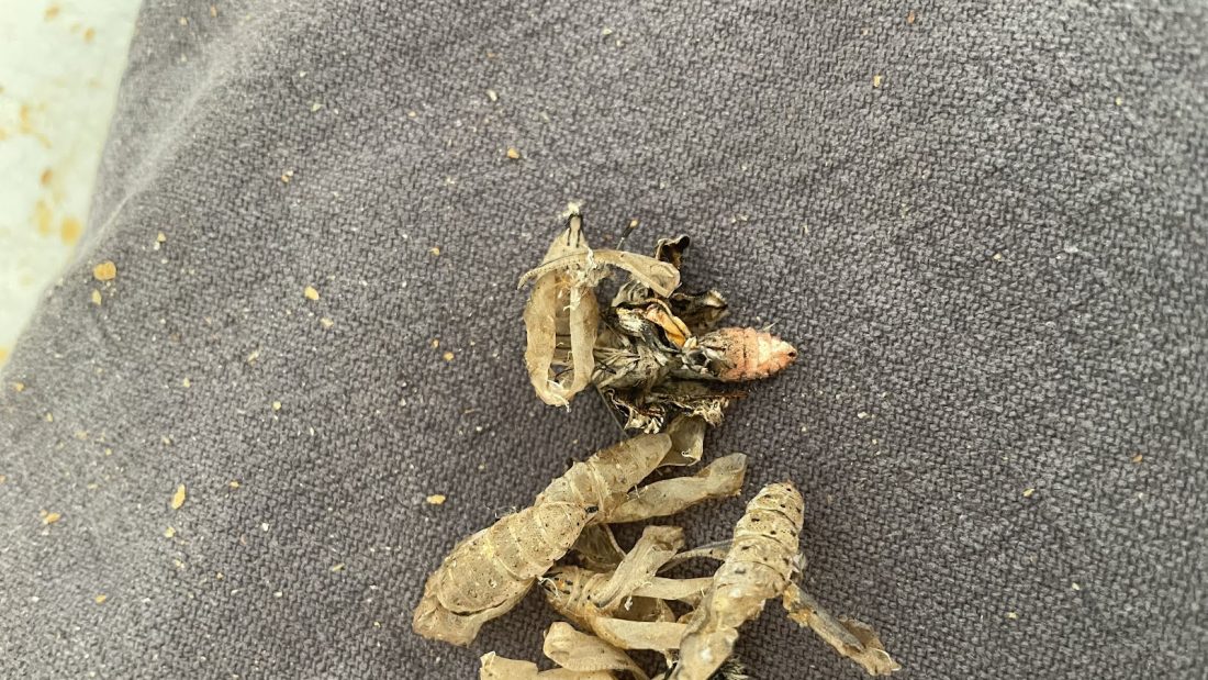 Cocoons that my dad took out this morning