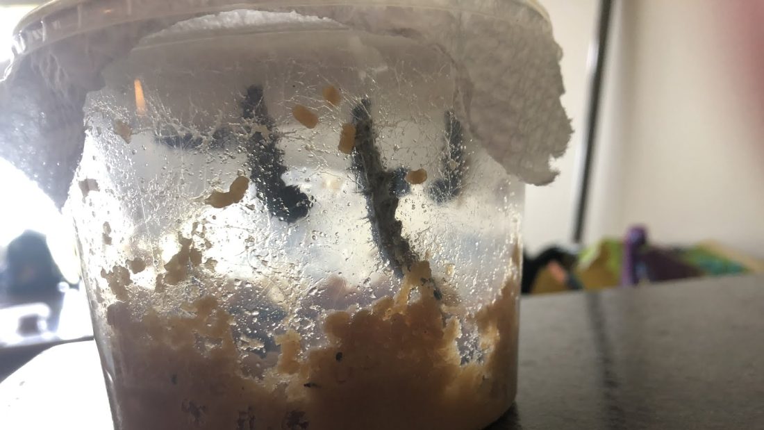 Caterpillars hanging three