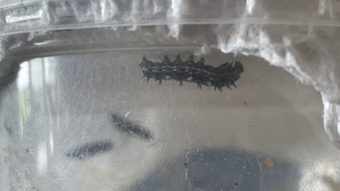 Caterpillar picture #5