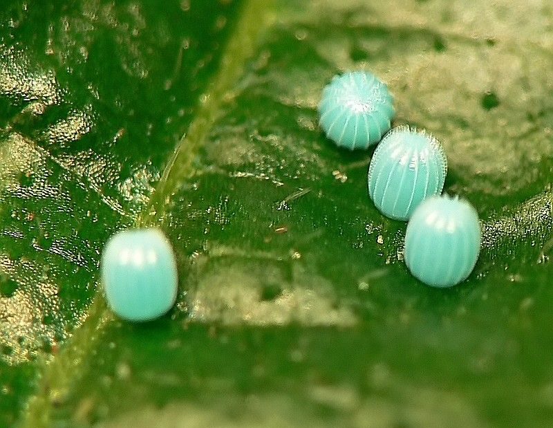 Painted Lady Egg Picture #1