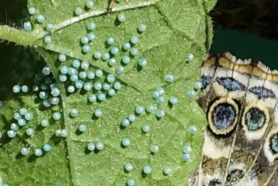 Painted Lady Egg’s Picture #2