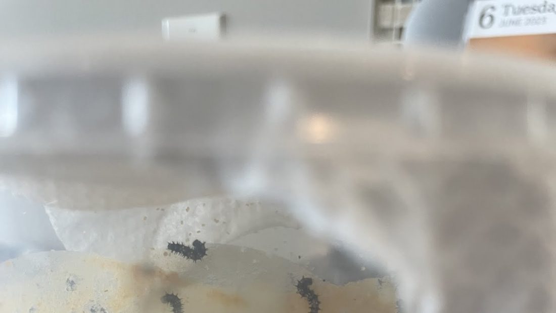 Caterpillar picture