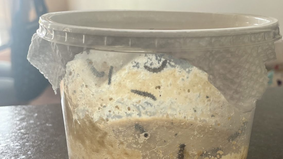 Picture of caterpillars day two