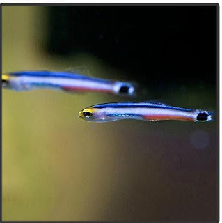 Fish Quote