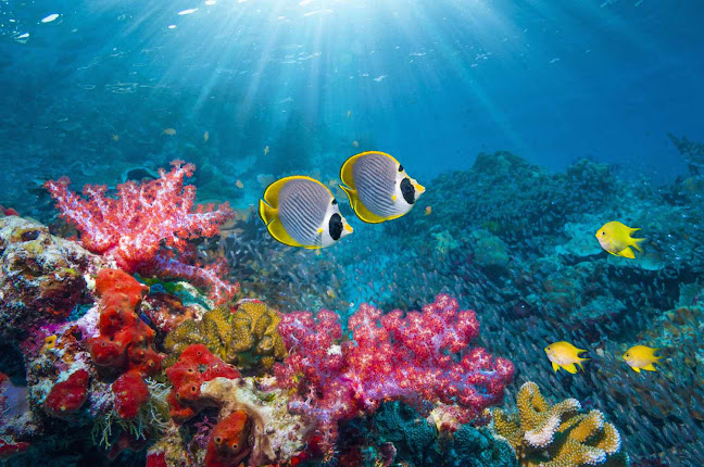 The Fish Quote For Today Is Found In The Coral Reef’s Section Of Icthyology #5 Marine Biome’s