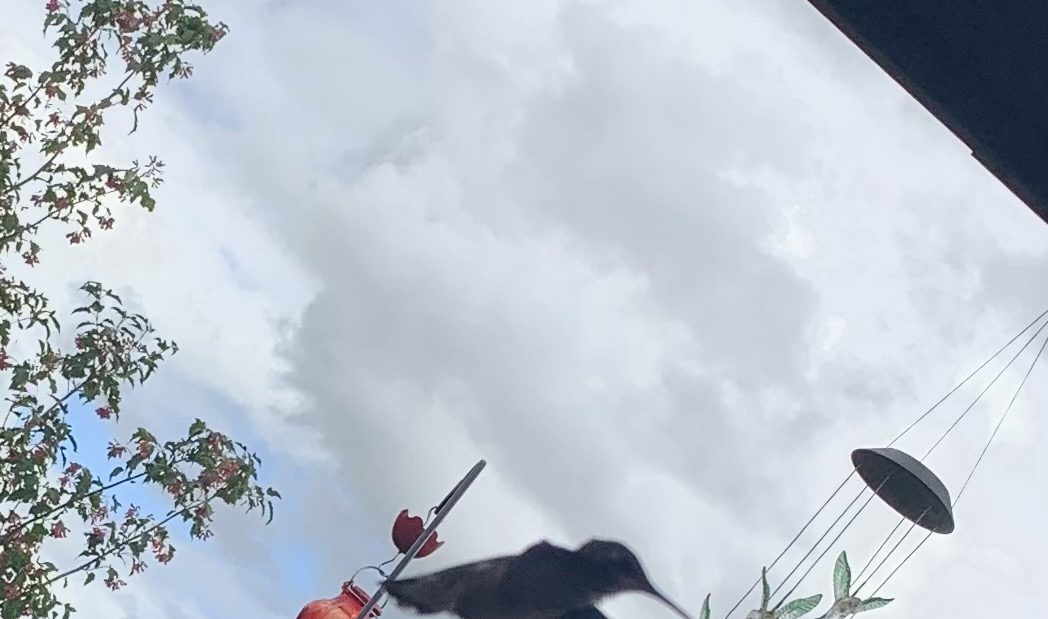 The Bird