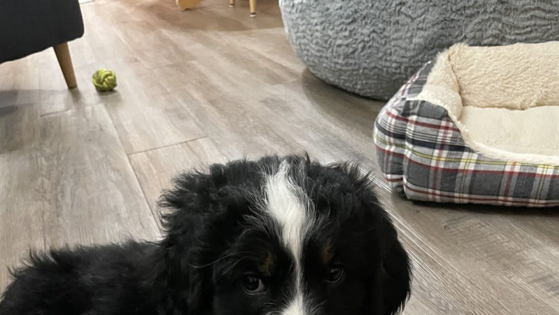 Dog picture