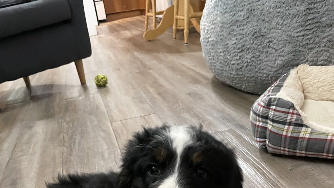 Another dog photo