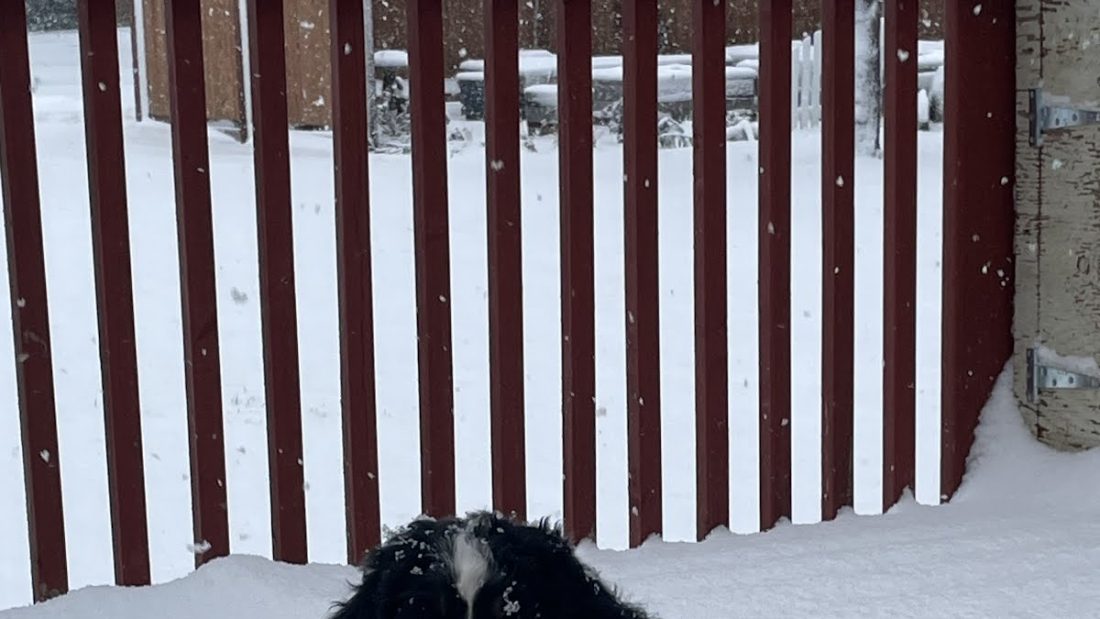 Today’s dog picture