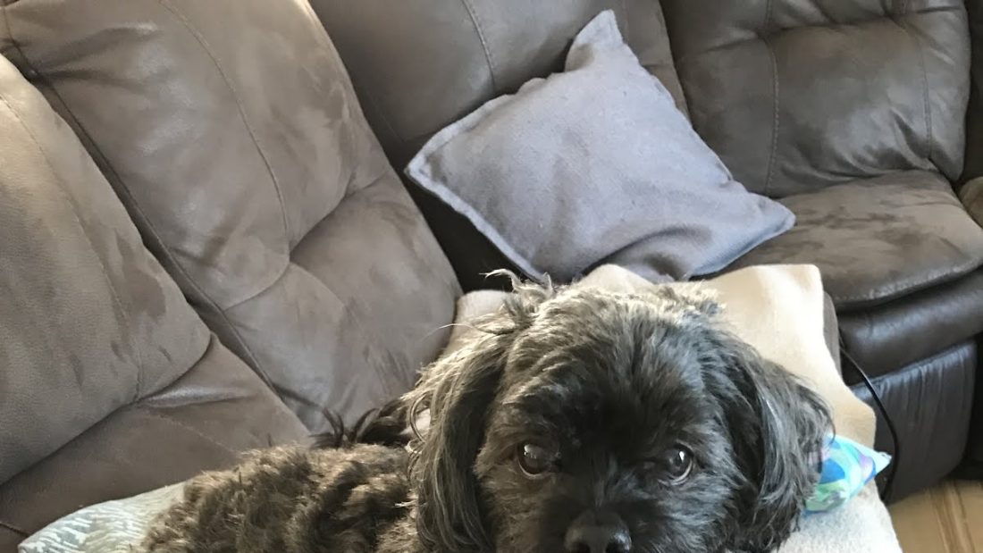 My grandma’s dog Oreo