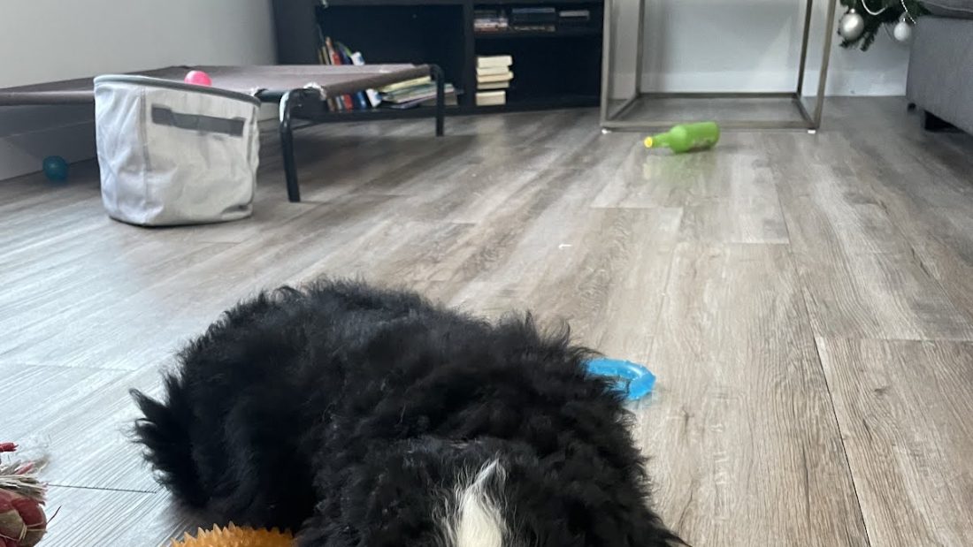 Today’s dog picture