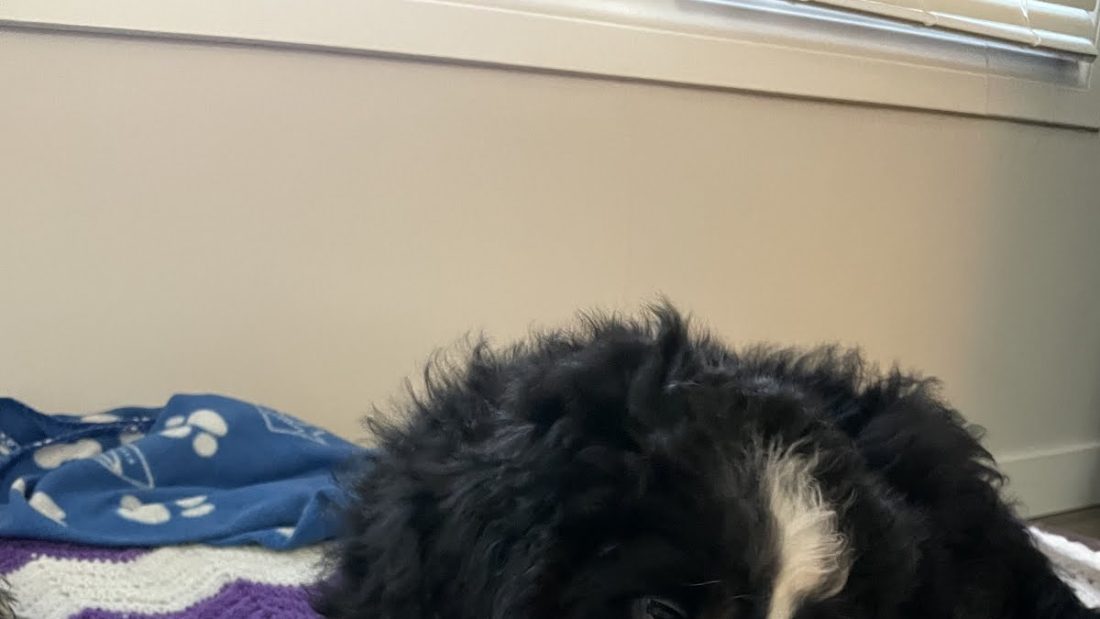 Today’s picture of piper