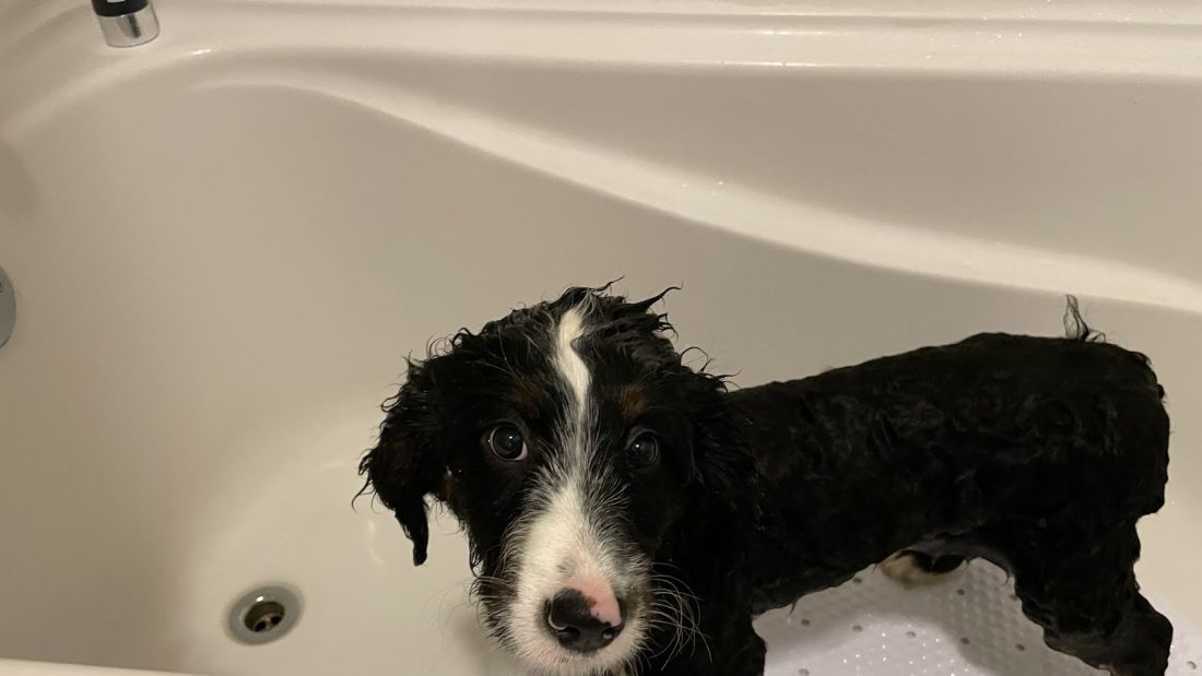 Piper in the bathtub