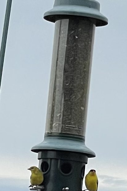 Bird Time