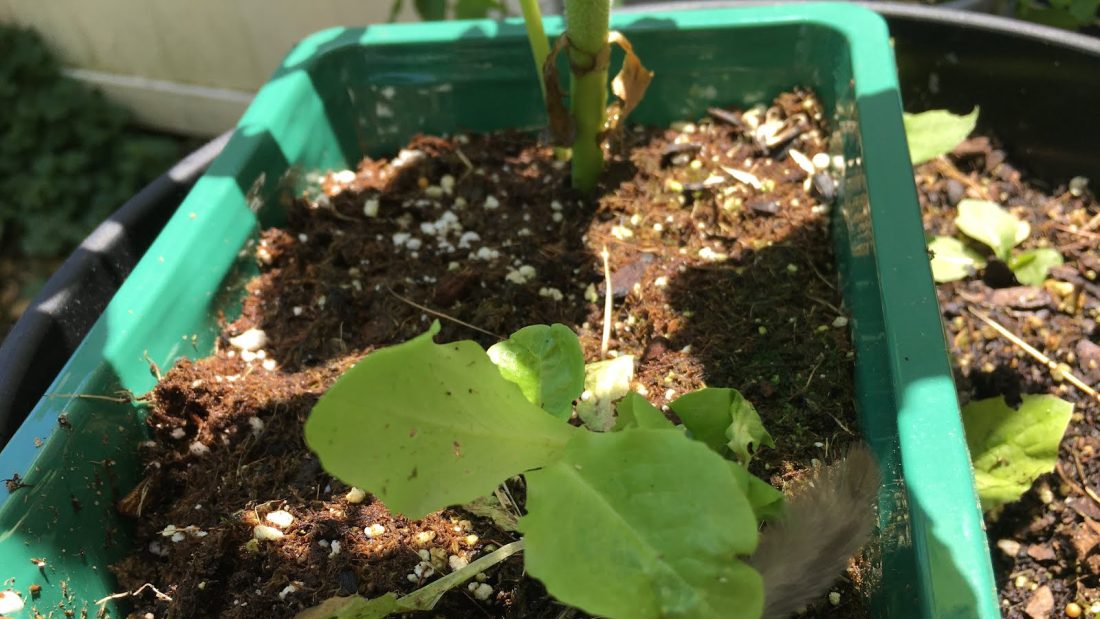 The lettuce