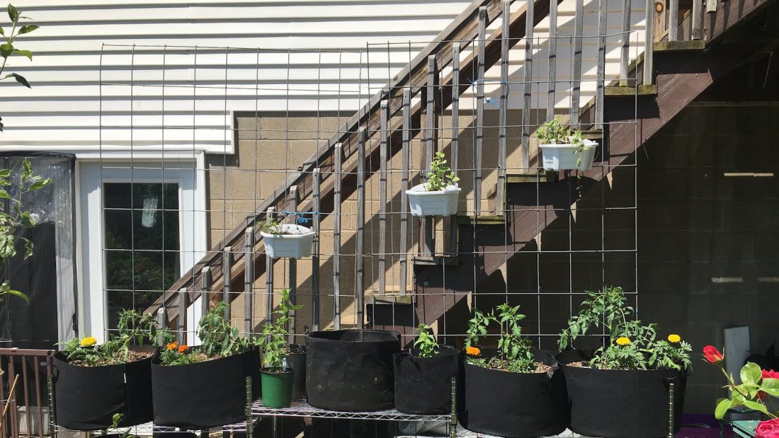 Our garden outside