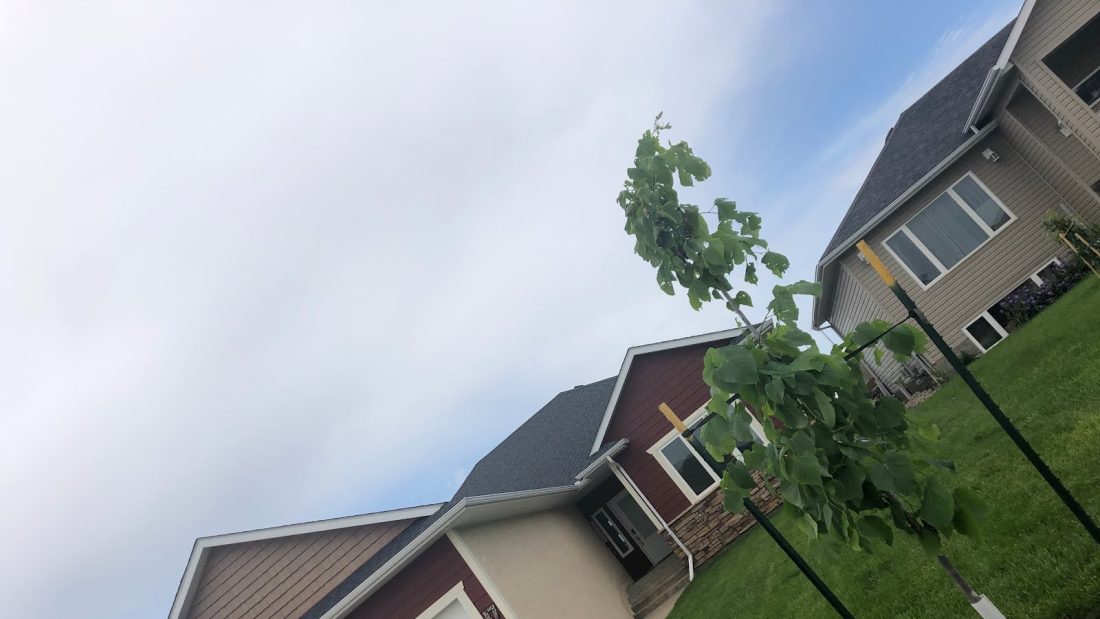 Our front tree