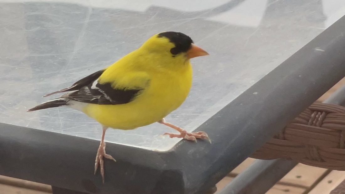 Bird time at the feeder